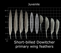 Short-billed Dowitcher