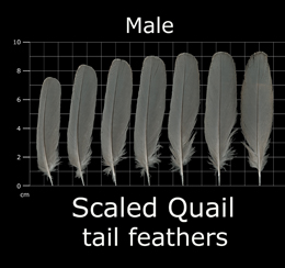Scaled Quail