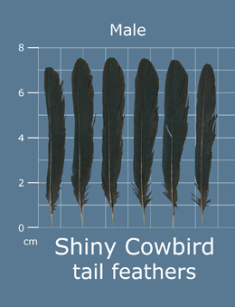 Shiny Cowbird