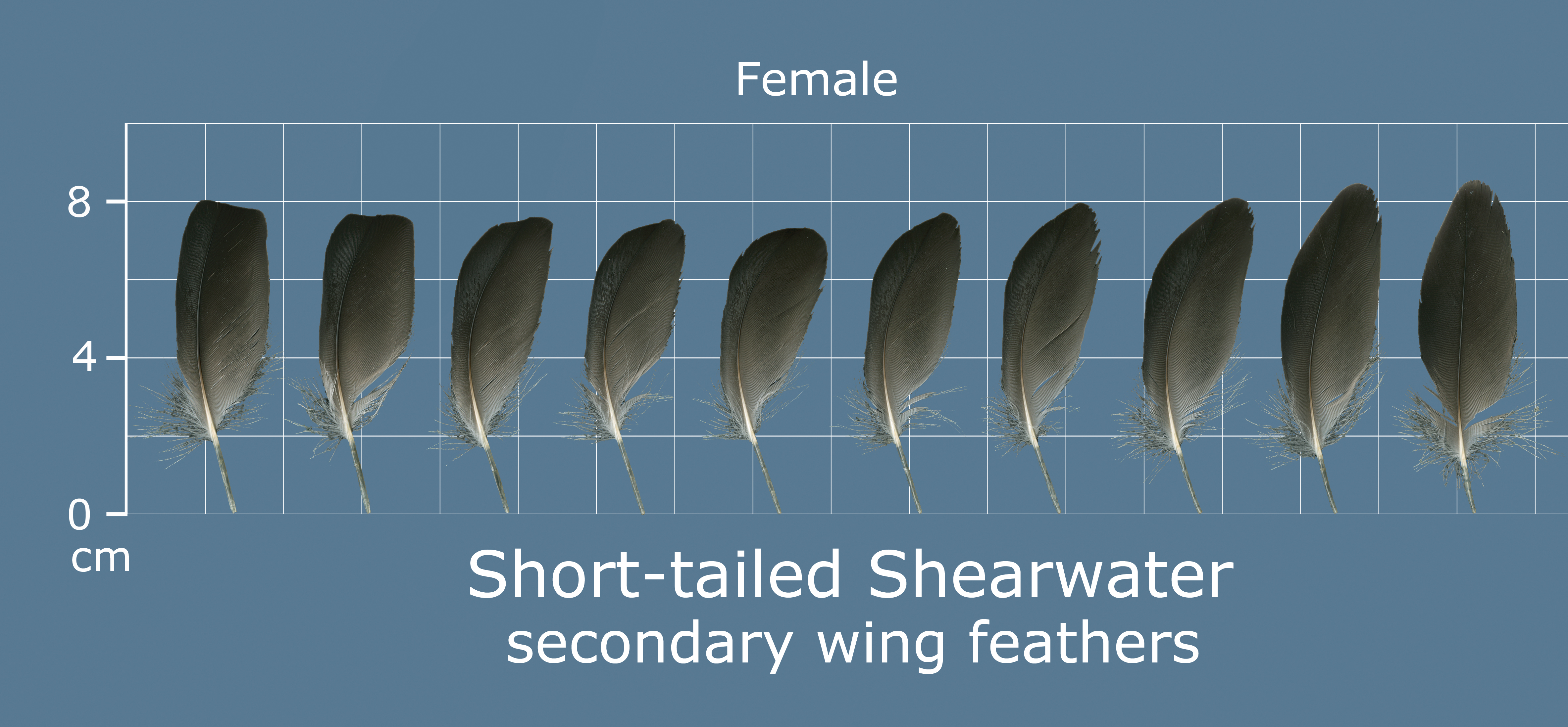 Short-tailed Shearwater
