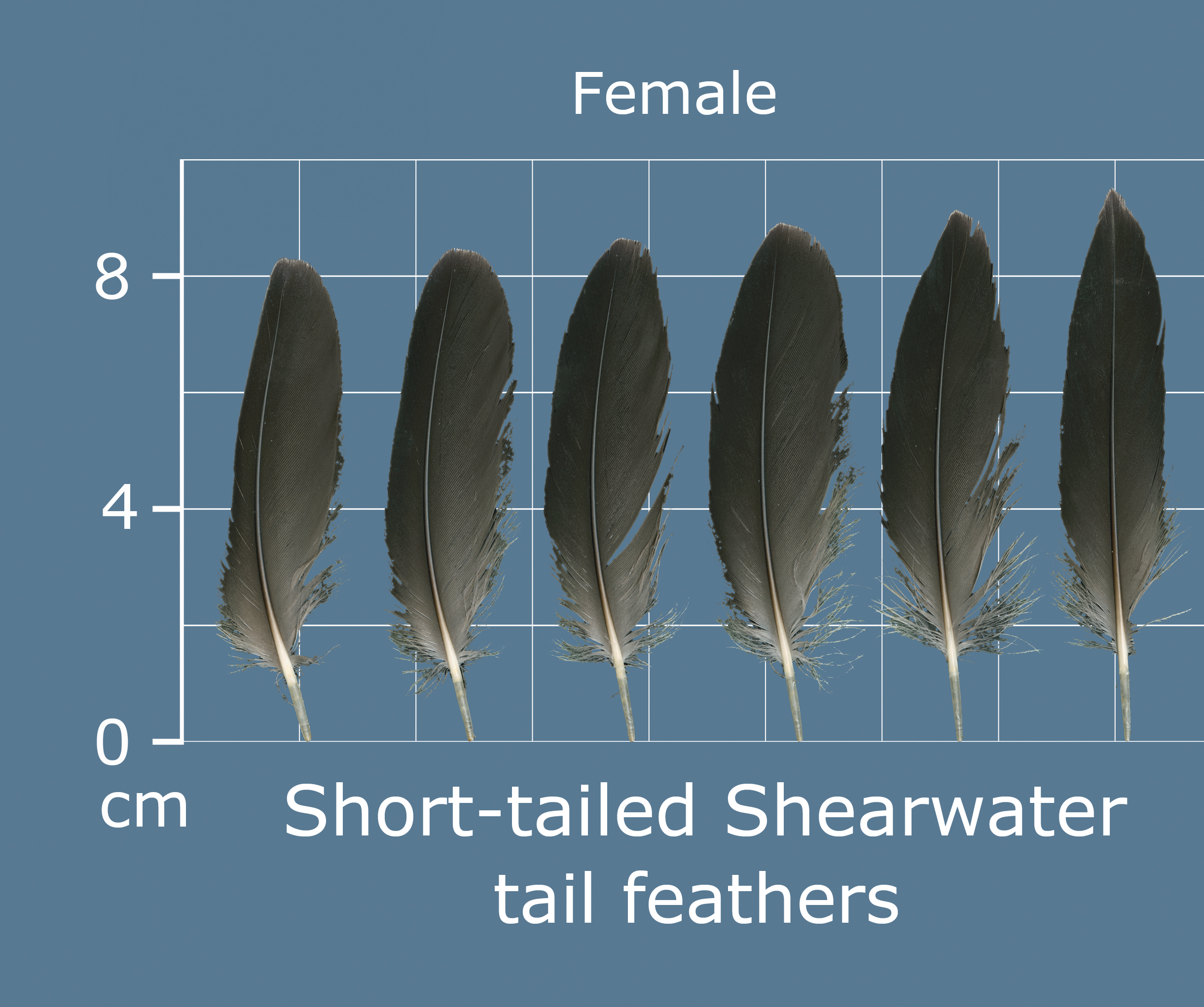 Short-tailed Shearwater