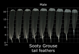 Sooty Grouse
