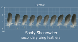 Sooty Shearwater