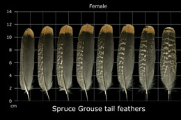Spruce Grouse
