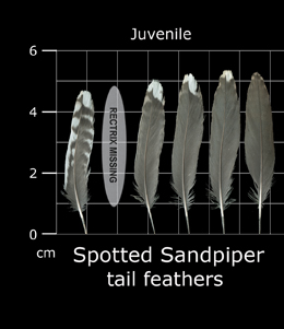 Spotted Sandpiper