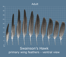 Swainsons Hawk