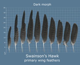 Swainsons Hawk