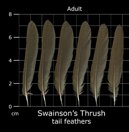 Swainsons Thrush