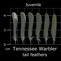 Tennessee Warbler