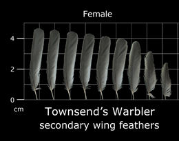 Townsends Warbler