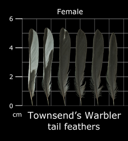 Townsends Warbler