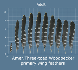 Amer. Three-toed Woodpecker