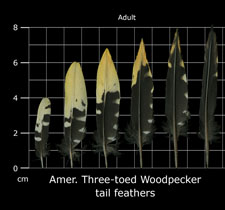 Amer. Three-toed Woodpecker