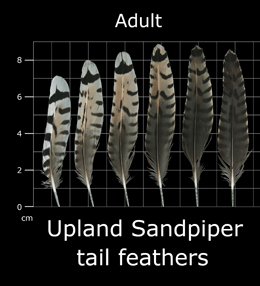 Upland Sandpiper