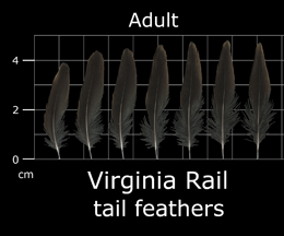 Virginia Rail