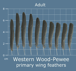 Western Wood-Pewee