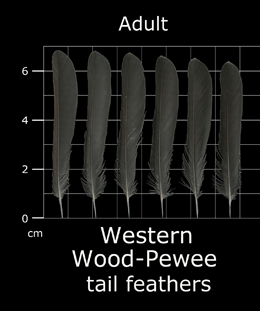 Western Wood-Pewee