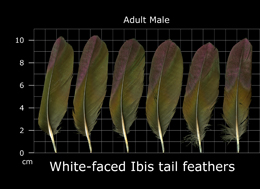 White-faced Ibis