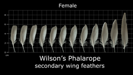 Wilsons Phalarope