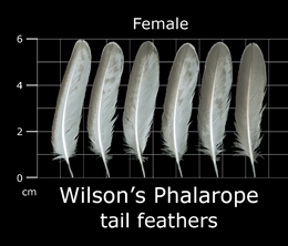 Wilsons Phalarope