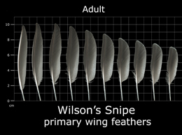 Wilsons Snipe