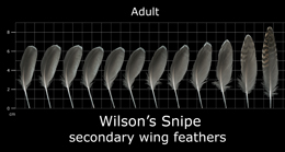 Wilsons Snipe