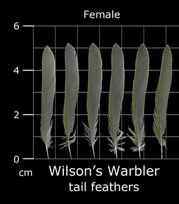 Wilsons Warbler