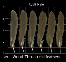 Wood Thrush