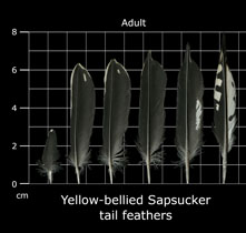 Yellow-bellied Sapsucker
