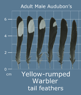 Yellow-rumped Warbler (Audubons)