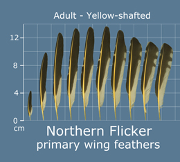 Northern Flicker (yellow-shafted)