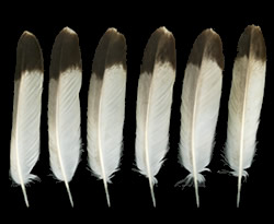 Feather Identification Chart