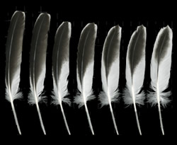 Bird Feather Chart