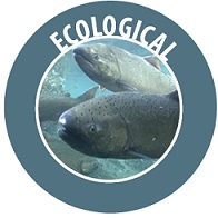 Image of Chinook salmon with the word Ecological