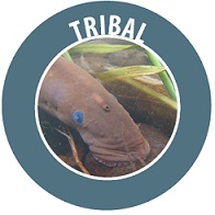 Image of person kayaking with the word Tribal