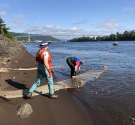 Two scientists place a fish net along the shore of the Willamette River.