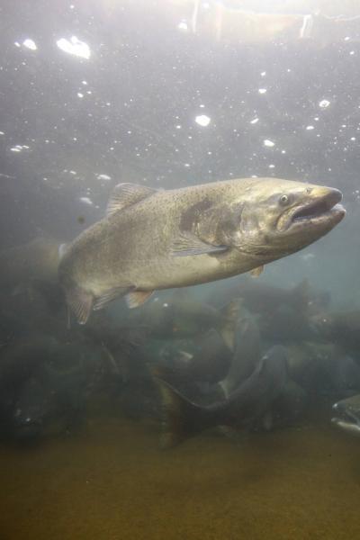 Fall Chinook Salmon Adults