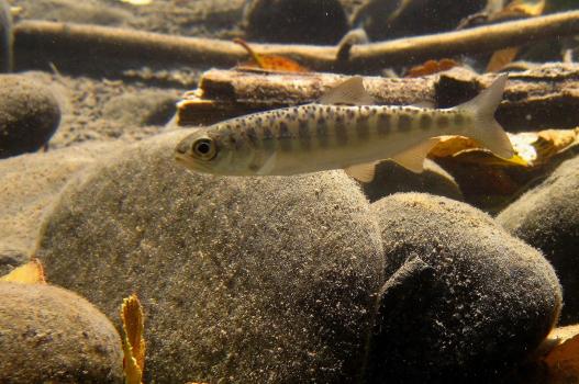 Single juvenile Chinook salmon swimming in clear water with pebbles in the background