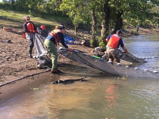 Scientists on river shoreline using nets to harvest fish.