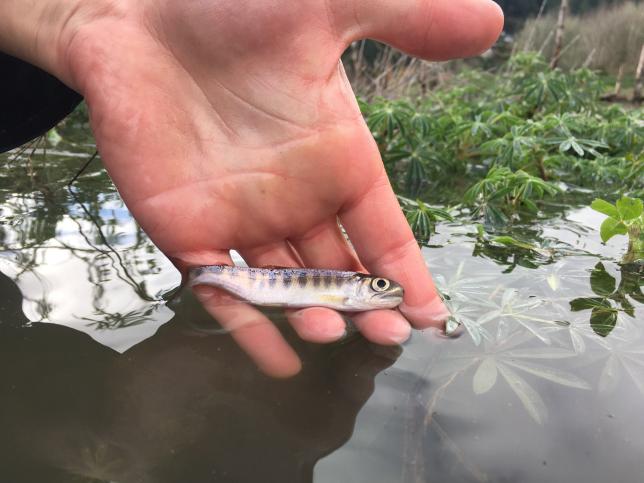 Juvenile Chinook salmon held in hand
