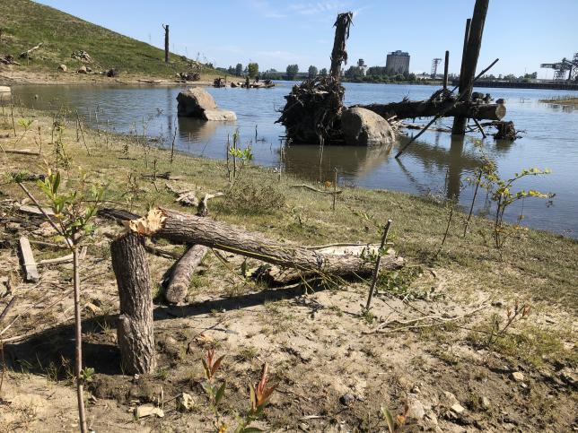 large wood pieces, shoreline, beaver chew evidence 
