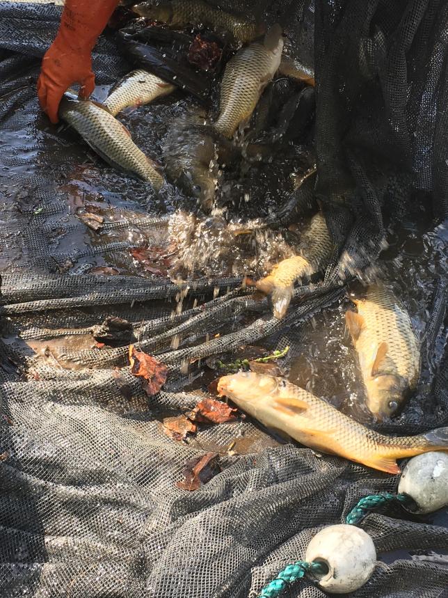 Several fish in a net with some water and a gloved hand.