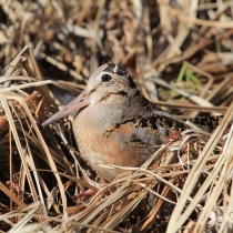 American woodcock
