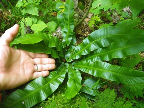 A picture of American hart's-tongue fern