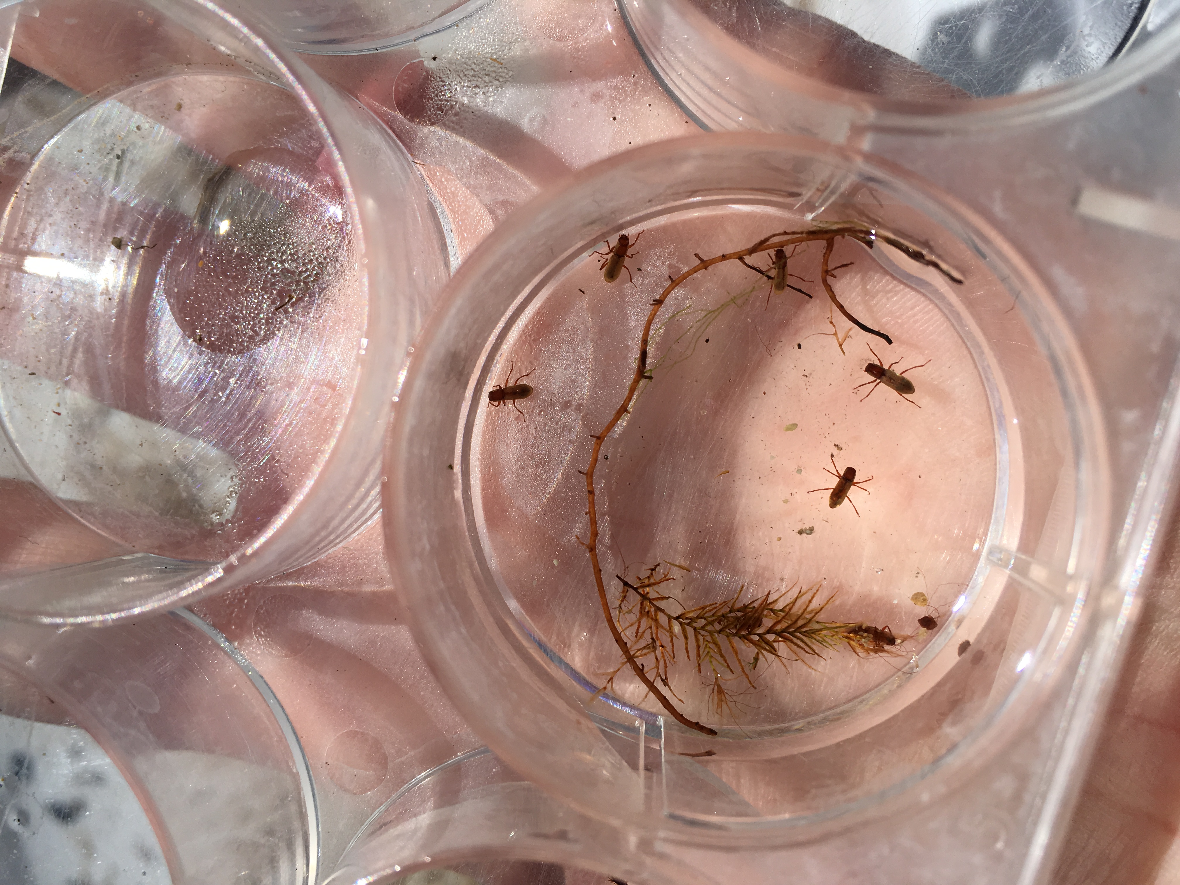 Comal Springs dryopid beetles | FWS.gov