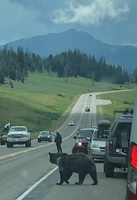 Usfs Lock Key FOIA Species: Grizzly Bear | U.S. Fish & Wildlife Service