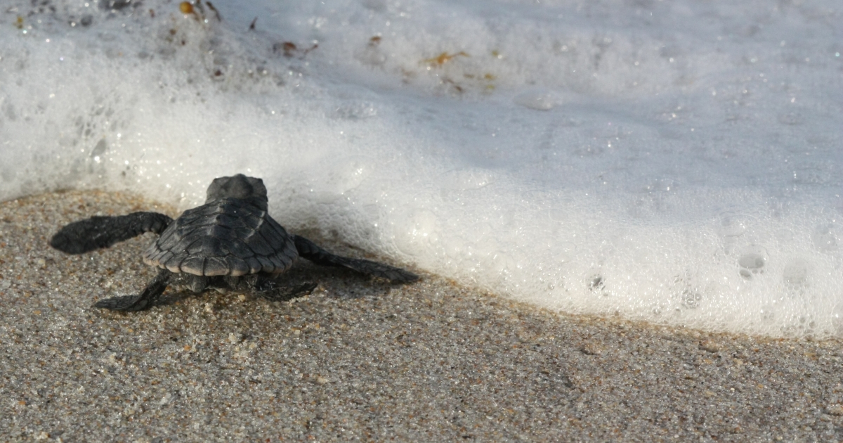 Archie Carr National Wildlife Refuge | Visit Us - Trails | U.S. Fish ...