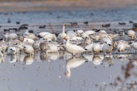 Flock of snow geese on a wetland.