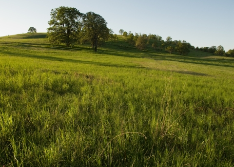 Grassy prairie slopes up to a hill with tall oak trees along the hill top.