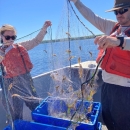 Two biologist on a boat hold a net that has many invasive ruffe fish in it.